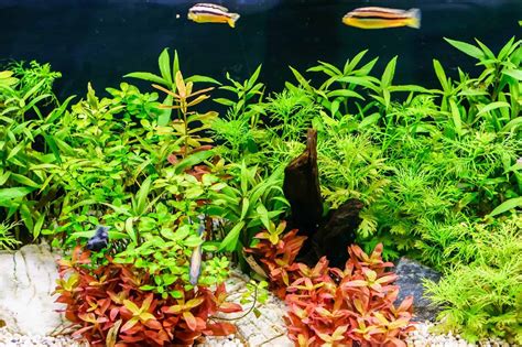 12 Best Aquarium Plants - 2025 Guide and Reviews | Fishkeeping World