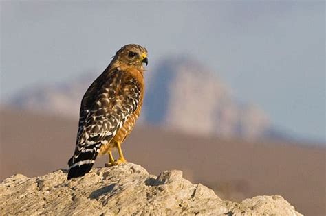 23 Birds Of Prey In Connecticut With Pictures Wildlife Informer