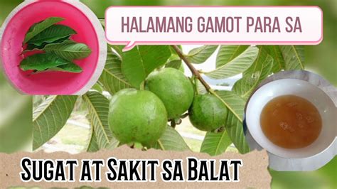 Herbal Na Remedyo Halamang Gamot Rose Saludes Vlog Youtube