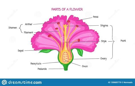 Parts Of A Flower Diagram