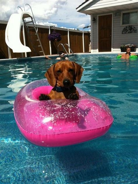 39 Animals Swimming Around The Swimming Pool And Hanging Out Dog