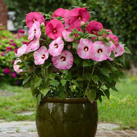 Chuxay Garden Mezcla De Hibisco Luna Moscheutos Resistente Rojo Rosa