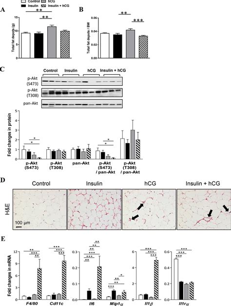 Effects Of Insulin And Or Hcg On Adipose Tissue Distribution