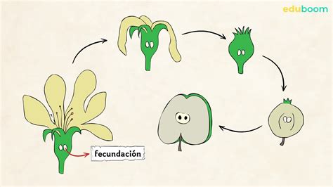 La Reproducción Sexual De Las Plantas Ciencias De La Naturaleza 4 Primaria