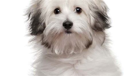 Small Dog Breeds - Selecting Purebred Puppies