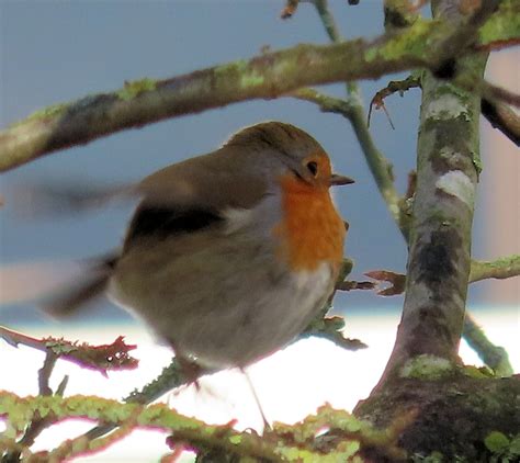 Solve Somewhat Blurry Robin Roodborst Jigsaw Puzzle Online With Pieces