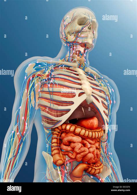 Cuerpo Humano Transparente Con Los Rganos Internos El Sistema