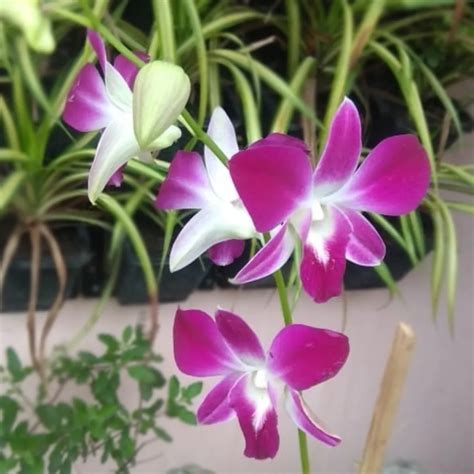 Purple Orchid Plant Buy Purple Orchidaceae - Nursery Nisarga