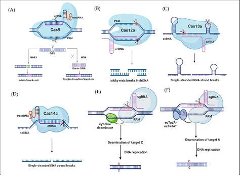 [PDF] CRISPR-Based Genome Editing and Its Applications in Woody Plants | Semantic Scholar