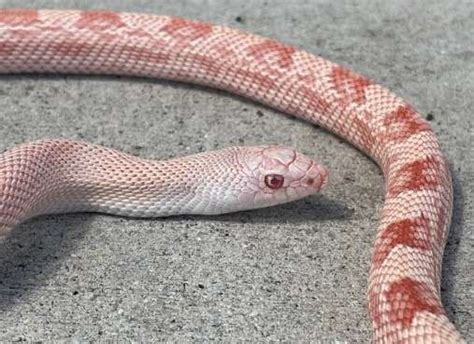 List of 24 Attractive Pink Snakes in the World (2023) | Updated