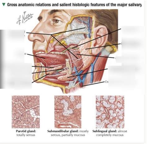 salivary glands diagram Diagram | Quizlet