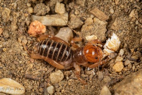 Jerusalem Cricket Ammopelmatus Sp Nymph Santa Rosa Su Flickr