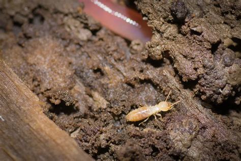 Western Subterranean Termites