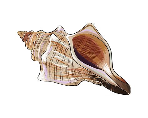 Sea Shell From A Splash Of Watercolor Colored Drawing Realistic