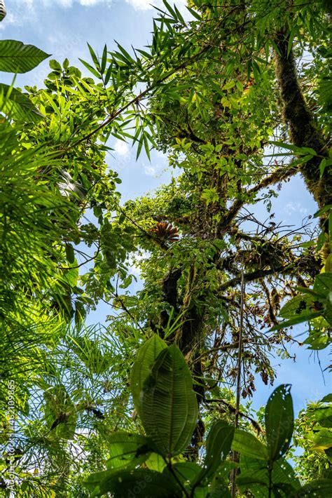 Tropical plants and trees combinations in Costa Rica, Monteverde ...