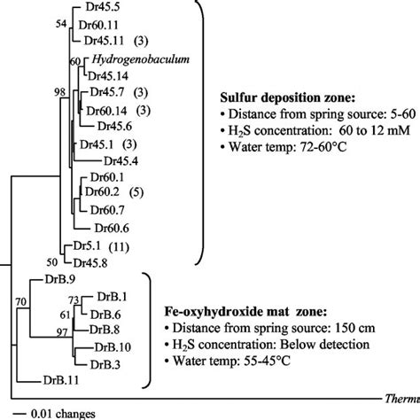 In Situ Expression Of Hydrogenobaculum AoxB Shown Is An Agarose Gel