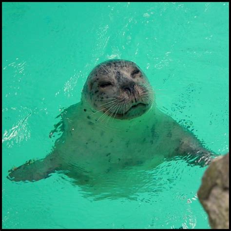 Sea Lion Aquarium of Niagara