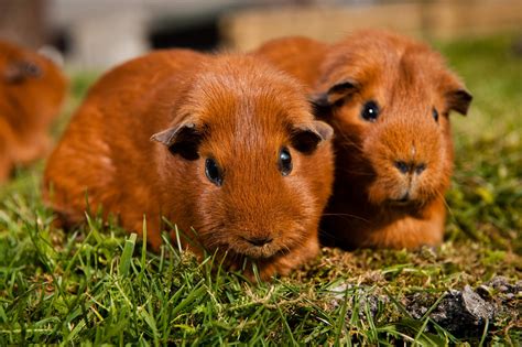 Guinea Pig Wallpaper 71 Pictures Wallpaperset