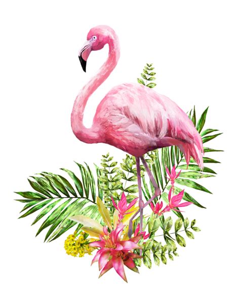 Flamingo Pintura Em Aquarela Cartaz Flamingo 625800 Png Transparente