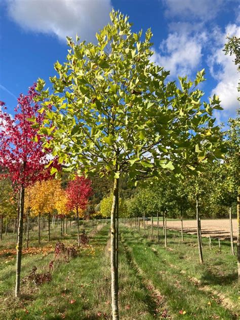 Platanus hispanica Alphens Globe Kugel Säule Hänge Dachform