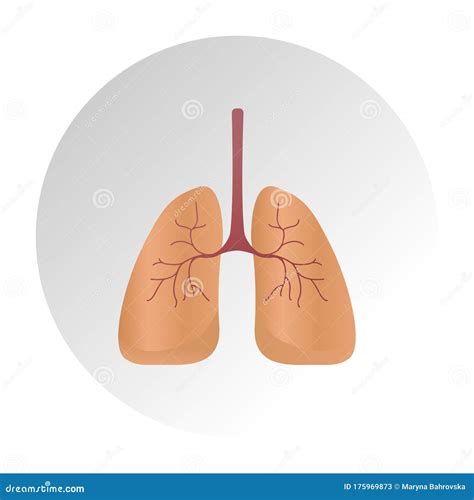 Lung Cancer Diagram In Detail Illustration Lung Anatomy Vector Lung