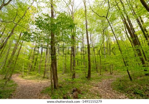 Wide Angle View Forest Paths Stok Fotoğrafı Şimdi Düzenle 1491155279