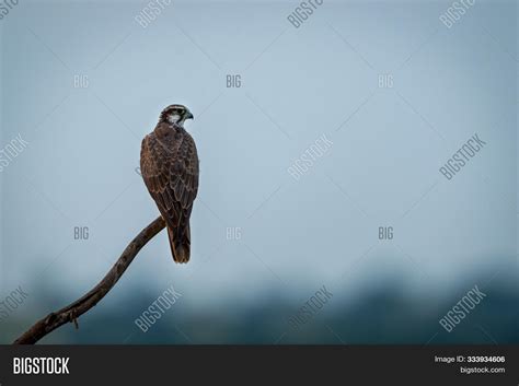 Laggar Falcon Falco Image And Photo Free Trial Bigstock