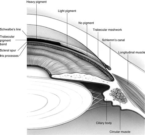 Gonioscopic Anatomy American Academy Of Ophthalmology