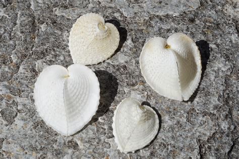 Heart Cockles Cardissa medium/large - Buy Shells Online - Shell Paradise