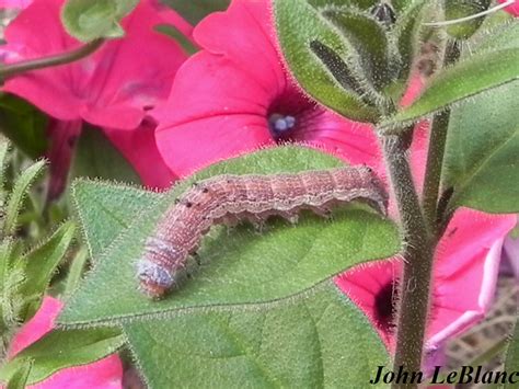 Tobacco Budworm Moth Chloridea Virescens Fabricius 1777 Butterflies And Moths Of North America