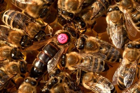 Bienenkönigin Was unterscheidet sie von anderen Bienen Bienen