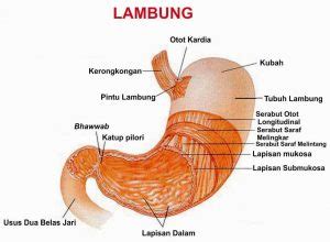 5 Fungsi Lambung Pada Manusia dan Bagian Bagiannya - DosenBiologi.com