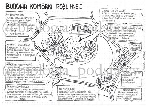 Klasa Budowa Kom Rki Ro Linnej Uzupe Niona Sketchnotka Z Oty