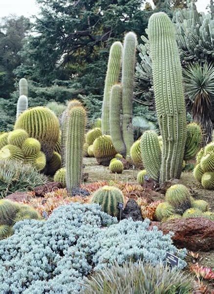 Desert Garden Succulents & Cacti - Gallery | Garden Design