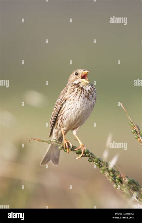 Corn Bunting Singing In Meadow Stock Photo Alamy