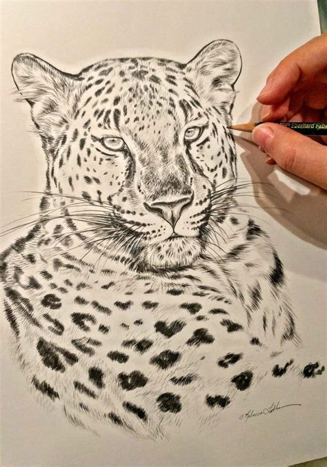 Peek In The Studio Amur Leopard In Sketch For Survival Leopard