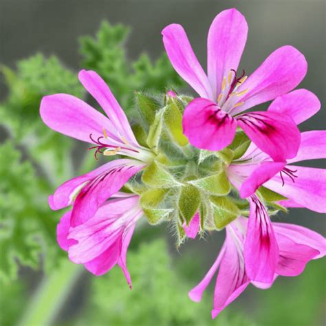 Geranium Odorant Citronnelle