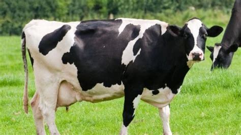 Jamaica Broilers Seeking To Import Dairy Cattle | RJR News - Jamaican ...