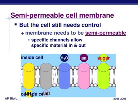 Is Cell Membrane Semi Permeable Structure Functions And Diagram