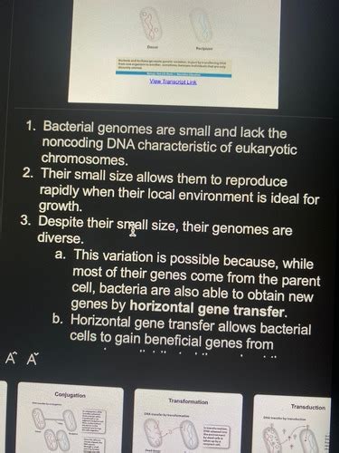 Bio Exam Bacteria And Archea Flashcards Quizlet