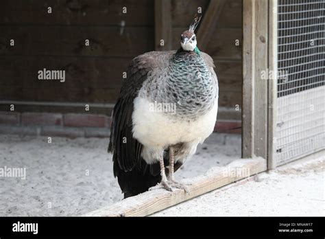 Peacock Close Up Stock Photo - Alamy