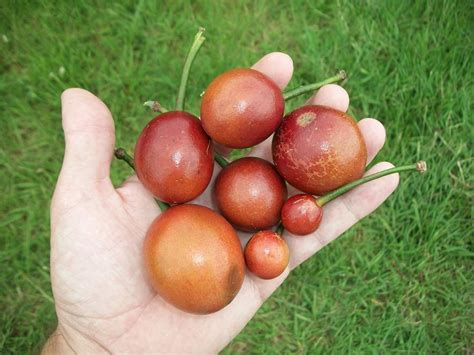 Capparis Tomentosa Images Useful Tropical Plants