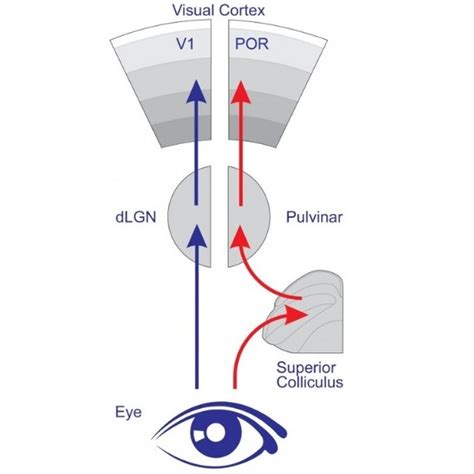 Primary Visual Cortex How Mammal Brains Process The Movement