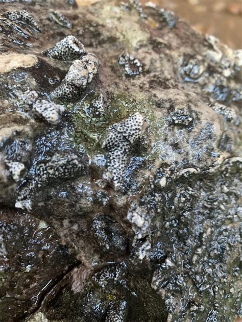 Are These Fossils Found In Payson Az Rfossilid