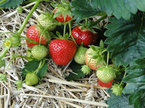 Vegetative Propagation Strawberries