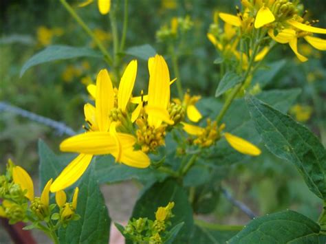 Tennessee Wildflower Native Wildflower Smith County Tennes John C