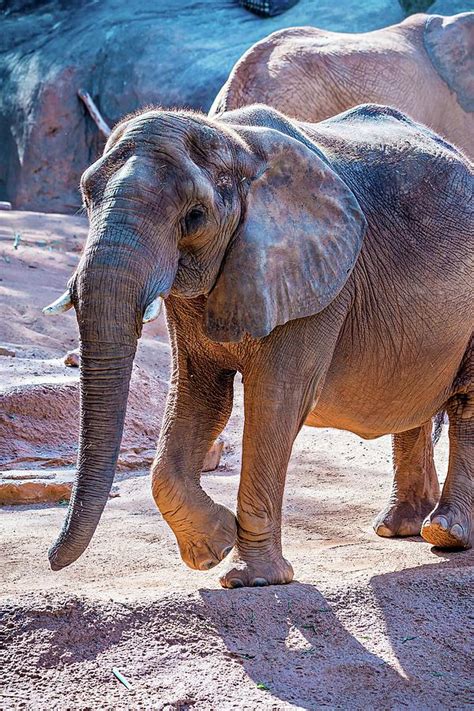 African Elephant feeding time at the zoo Photograph by Alex Grichenko ...