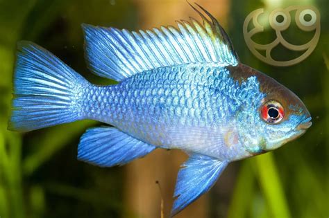 Electric Blue Ram Cichlid Mikrogeophagus Ramirezi Fish Profile And Care