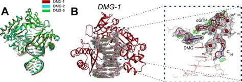 Crystal Structures Of Dpo Bound To N N Me G Modified Dna A