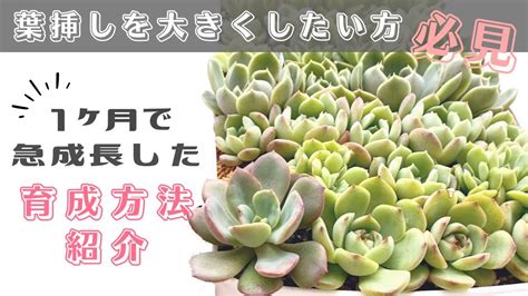 たった1ヶ月で急成長した葉挿しの育成方法と管理場所の紹介【 多肉植物 エケベリア 】 Youtube